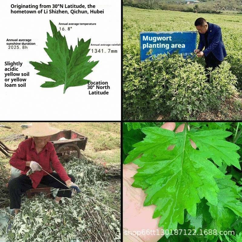 Outdoor Mugwort Sticks
