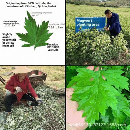 Outdoor Mugwort Sticks